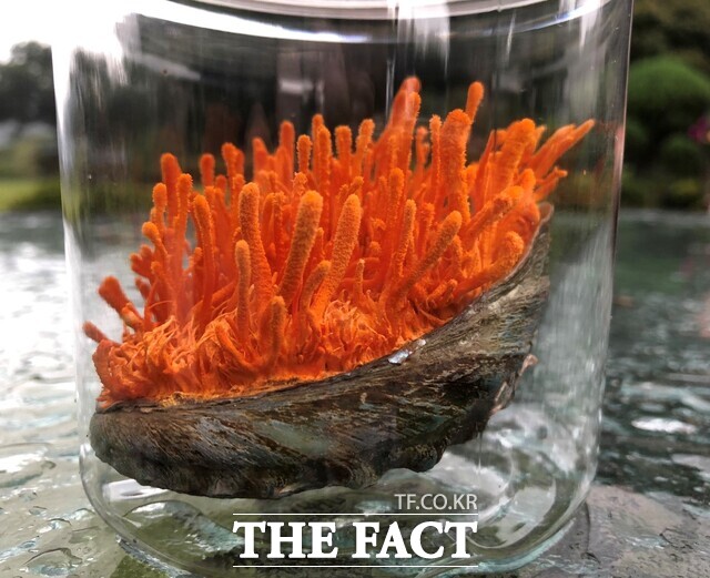 완도군농업기술센터가 전복을 배양 배지로 활용해 동충하초를 배양하고 있다. /완도군