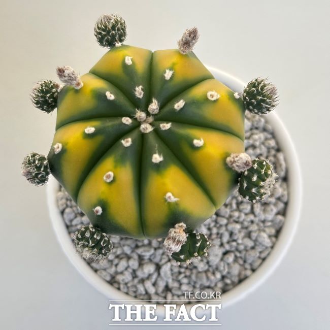 아스트로피튬 히든스타. /경기도농업기술원