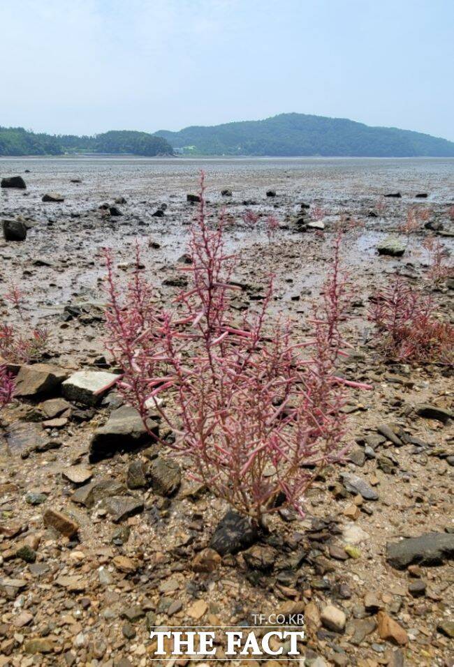 염생식물 칠면초/경기도