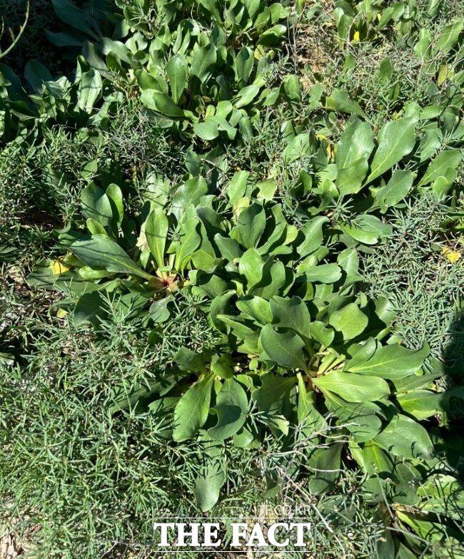 염생식물 갯질경/경기도