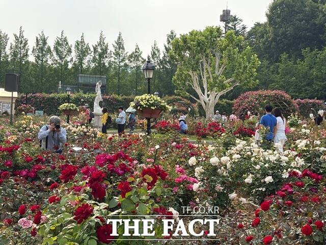에버랜드 장미축제가 올해 40주년을 맞아 새로운 콘셉트인 로즈가든 로열 하이티를 선보인다. /문화영 기자
