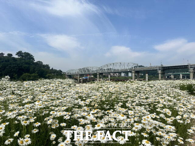 공주시 신관공원 미르섬 전경 /공주시