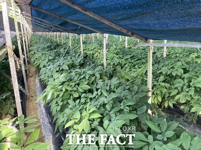 금산군은 올해 여름 많은 강수량이 예상됨에 따라 인삼 재배 농가를 대상으로 여름철 집중호우 피해 예방에 철저히 대비해 줄 것을 당부했다. /금산군