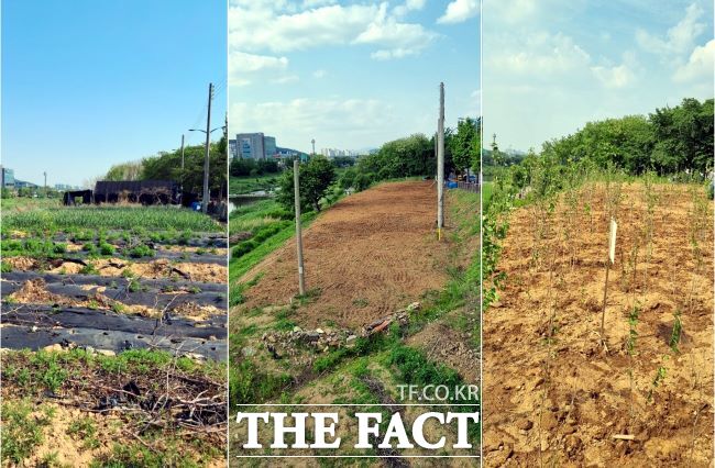안양시 충훈대교 인근 시유지 복원 모습(왼쪽부터 철거 전, 철거 후, 무궁화 식재 후) /안양시