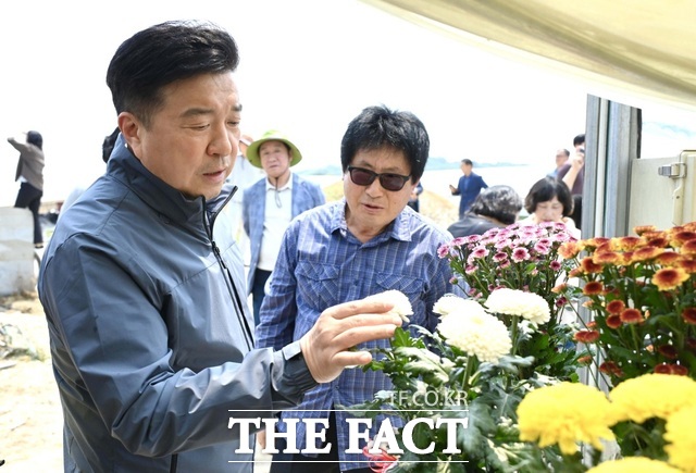 최재구 에산군수(왼쪽 앞)가 28일 예산군 신만영 국화재배 농가에서 열린 국화개발품종 평가회에 참석해 현장을 둘러보고 있다. /예산군