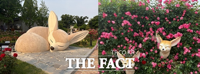 로즈가든 곳곳에서는 정원을 가꾸고 휴식을 취하는 사막여우를 볼 수 있다. /문화영 기자