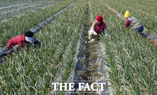 강진군에 위치한 마늘밭. /강진군