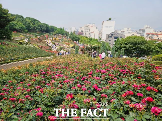 도당공원 백만송이장미원 전경. /부천시