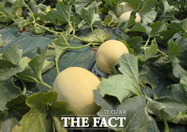 충남 천안시 수신면의 수신멜론 하우스 농장에서 출하를 앞두고 멜론이 익어가고 있다./정효기 기자