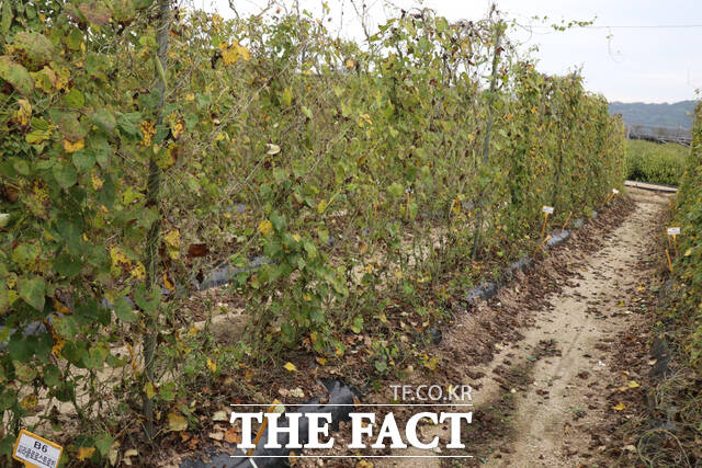 점무늬낙엽병이 발생한 백수오. /충남도