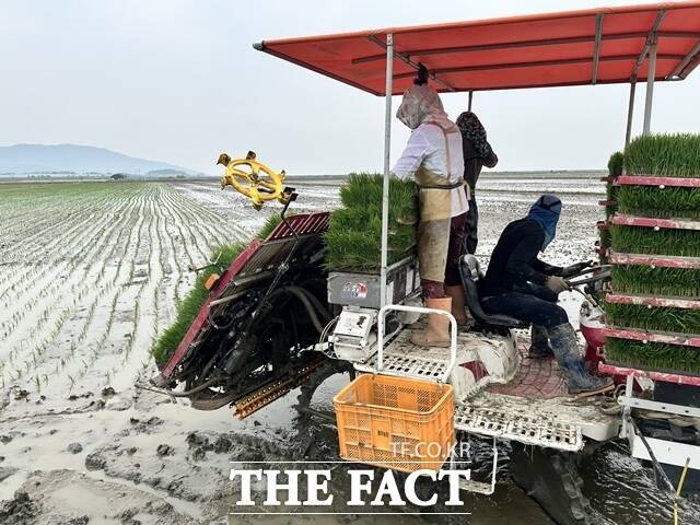 2일 서산시 일원에서 모내기가 진행되고 있다. /충남도