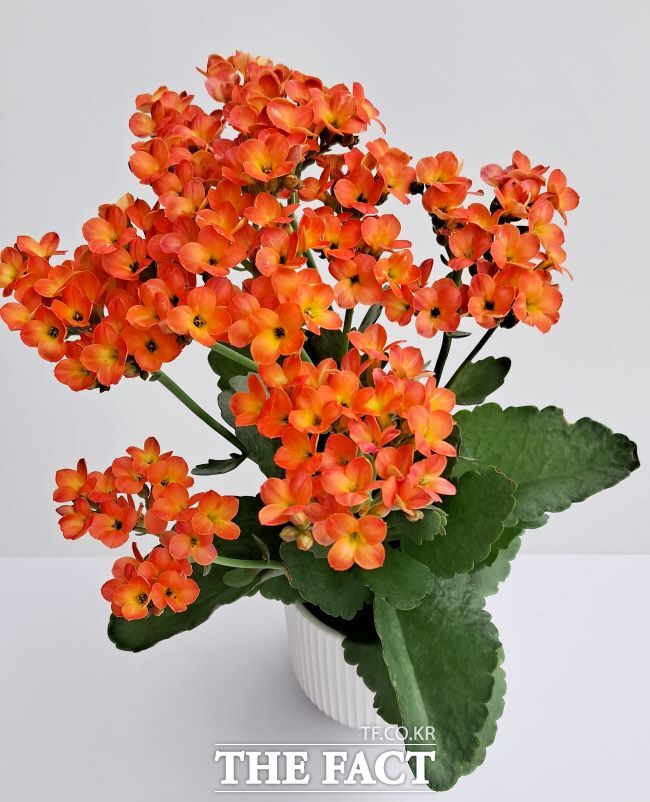 써니틴. /경기도농업기술원