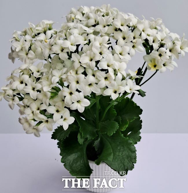 화이트틴/경기도농업기술원