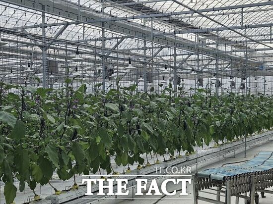 경기 파주시의 귀농 농업창업 및 주택구입 지원사업을 통해 조성된 한 가지농장의 모습./파주시