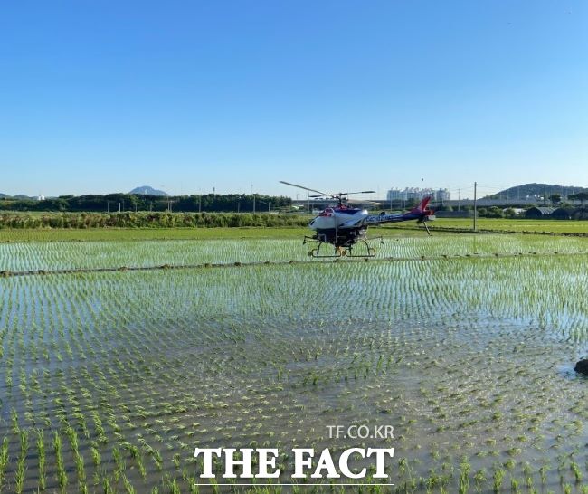 친환경 논에서 무인헬기로 병해충 방제를 하고 있다./시흥시