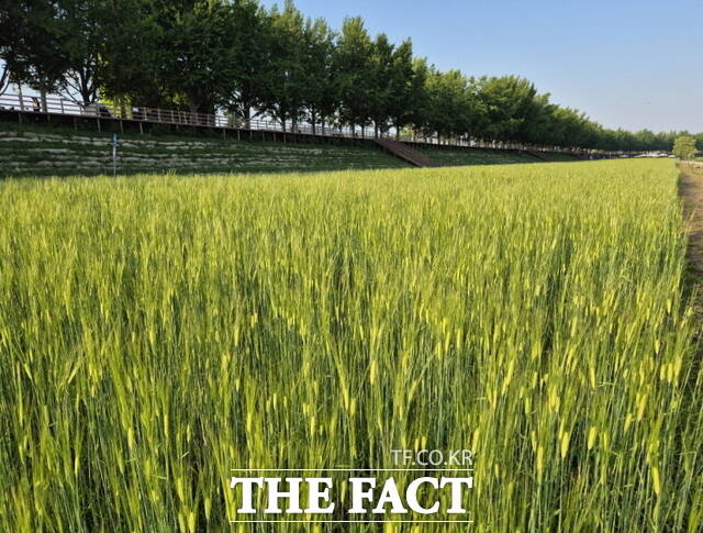 아산시가 곡교천 은행나무길 하부 둔치 초화원에 조성한 청보리 전경./아산시