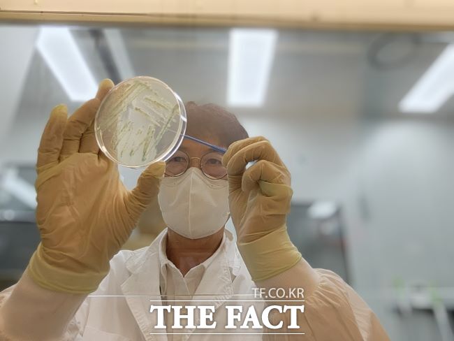 비브리오패혈증균 분리 사진/경기도보건환경연구원