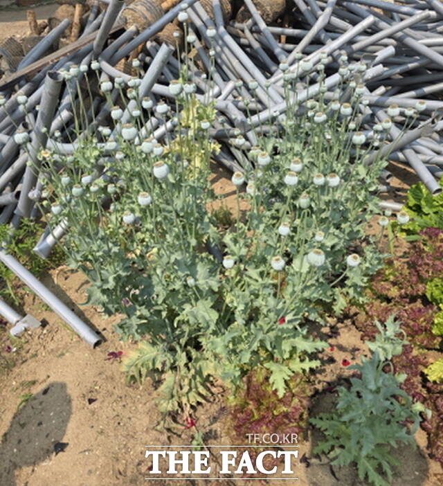 천안시 서북구 입장면 텃밭에서 발견된 양귀비 재배 모습./천안시