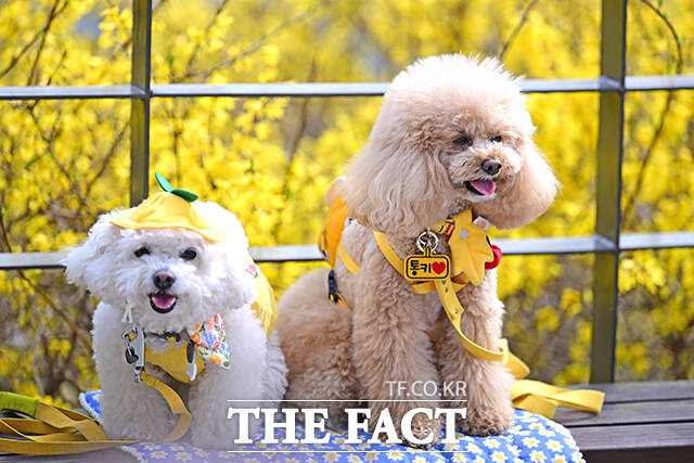 이재명 대통령의 공약 중 하나인 동물진료비 표준수가제 도입이 다양한 이해관계 문제로 인해 어려울 것이란 전망이 나오고 있다. /남윤호 기자