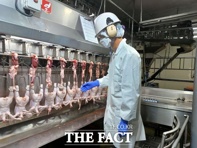 경기도 내 한 도계장 관계자가 도축 검사를 진행하고 있다. /경기도