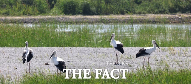 서산버드랜드 황새 둥지에서 지난 2월 산란한 새끼 황새 4마리가 곧 자립할 만큼 성체로 자란 황새들이 지난 5일 서산버드랜드 직원의 카메라에 잡혔다./ 서산시.