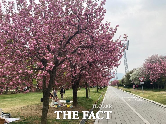 미사경정공원 겹벚꽃길, 미사경정공원은 수도권 동남부를 대표하는 시민 휴식처다./국민체육진흥공단