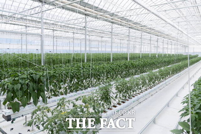 청양군 스마트팜 사관학교에 조성된 스마트 온실 /청양군