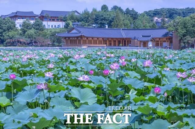 전북 전주시 덕진공원 호수 연꽃군락지 모습 /전주시