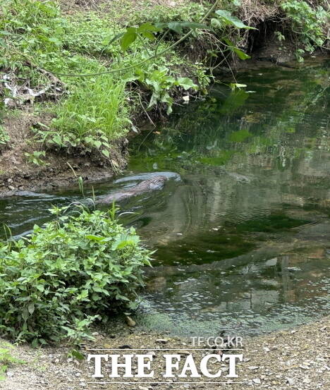 전북 전주시 덕진공원 호수에서 발견된 천연기념물 수달. /전주시