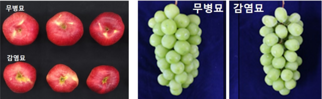 무병묘 사과 포도와 감염묘 사과 포도. /국립종자원