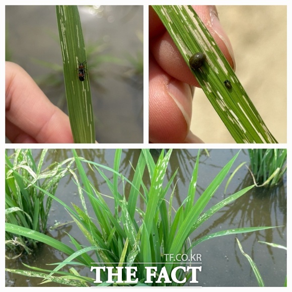 벼잎벌레 성충·유충·식흔(사진 왼쪽 위부터 시계방향으로). /당진시