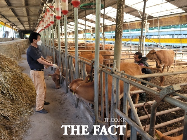 장흥군이 초우량 한우 수정란 이식 사업을 추진하고 있다./장흥군