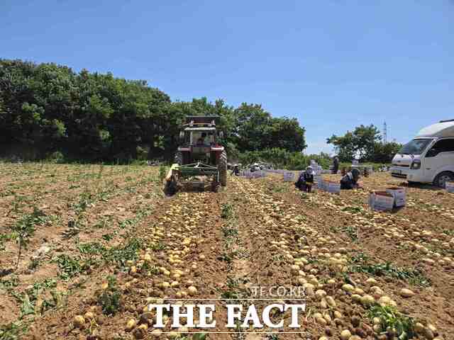 당진지역 농가 감자 수확 현장. /당진시