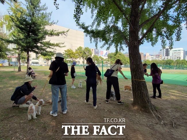 반려견과 산책하는 과천시민들. /과천시