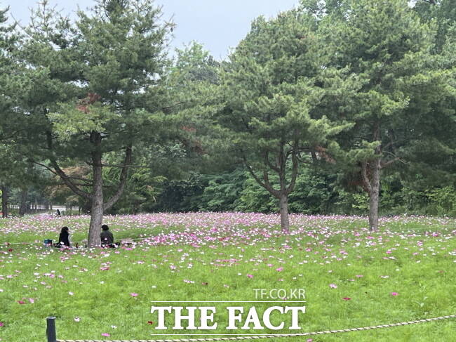 코스모스가 만개한 수원시 탑동 시민농장 모습./수원시농업기술센터