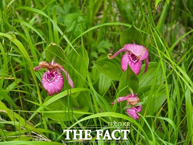 멸종위기야생생물Ⅱ급 복주머니란 /지리산국립공원경남사무소