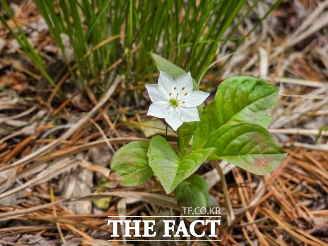 멸종위기야생생물Ⅱ급 기생꽃 /지리산국립공원경남사무소
