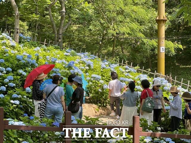 월아산 숲속의 진주가 수국의 명소로 자리 잡고 있다./진주시