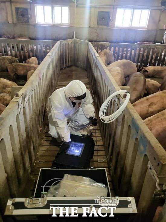 경기도가 진행 중인 축산 농가 악취 저감 컨설팅 정책 용역과 관련해 한 관계자가 도내 한 돼지 사육 농가를 찾아 악취 발생 원인을 진단하고 있다./경기도