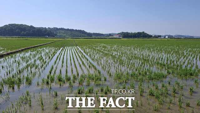 당진 지역 벼 건답직파 재배 논 전경. /당진시