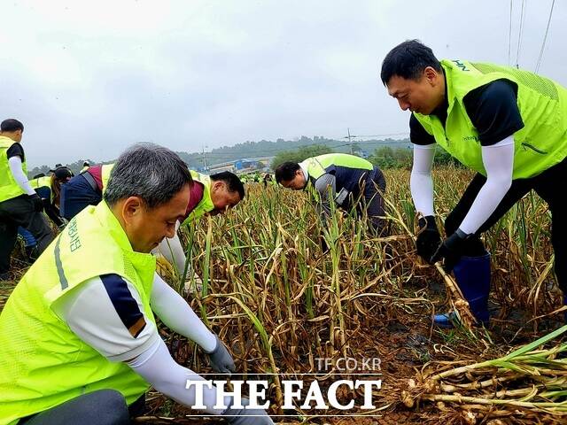 충남세종농협은 범농협 한마음 농촌일손 집중지원의 날을 맞아 한국국토정보공사 대전세종충남지역본부 관계자들과 홍성군 갈산면 마늘 농가에서 봉사활동을 하고 있다. /충남세종농협