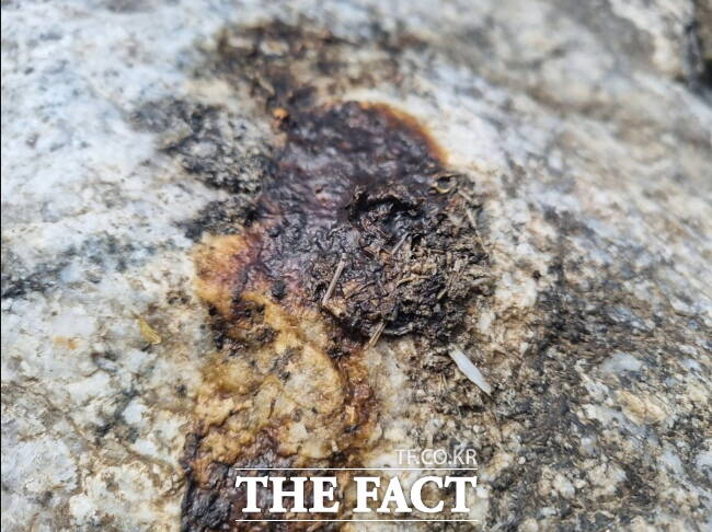 지난 4월 성남 탄천과 동막천 합류 지점에서 발견된 수달 배설물./성남시