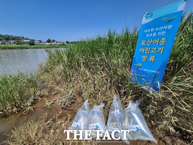 쏘가리 치어 방류 /경기도해양수산자원연구소