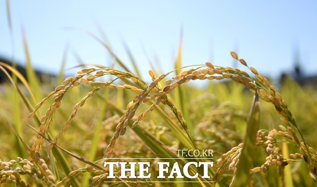 국내 인구이동이 늘면서 도시를 떠나 농촌으로 들어온 귀촌 인구가 3년 만에 증가했다. 청년농 지원 정책의 영향으로 귀농인 중 30대 이하 청년 비중은 13%를 넘어 역대 최고치를 기록했다./더팩트DB