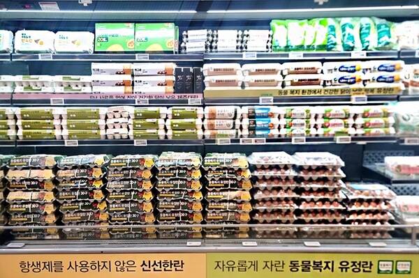 이랜드킴스클럽이 오는 25일부터 소진 시까지 특란 30구 한 판을 6990원에 판매한다. /이랜드킴스클럽