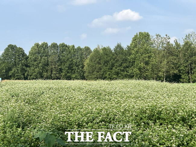 수원시 탑동시민농장에 조성된 메밀꽃단지./수원시농업기술센터