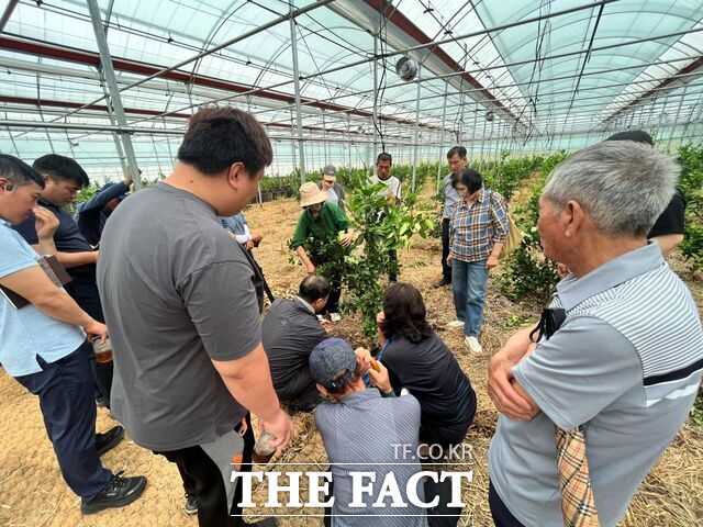 곡성군이 만감류 재배 농가를 위한 현장 맞춤형 컨설팅을 실시하고 있다./곡성군