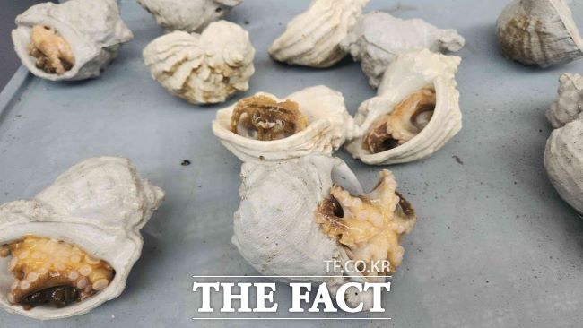 주꾸미, 소라방/경기도해양수산자원연구소