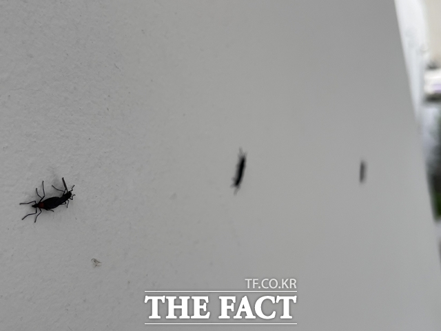 서울시는 동양하루살이, 붉은등우단털파리(러브버그) 등 유행성 생활불쾌곤충에 대해 약품 사용 없는 친환경 방제를 실시한다. 사진은 러브버그라고 불리는 붉은등우단털파리 3마리가 한 아파트 외벽에 붙어있는 모습. /더팩트 DB