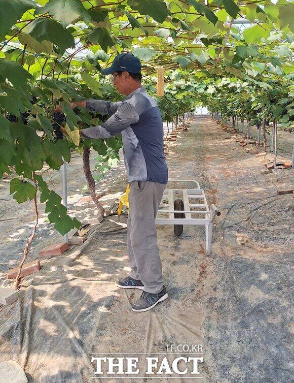 보령시 사현마을 농민이 올해 첫 사현포도를 수확하고 있다. /보령시